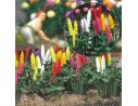 BUSCH 1218 PIANTE DI LUPINI ORNAMENTALI  HO Modellino