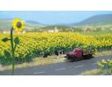 BUSCH 6003 PIANTE DI GIRASOLI   HO Modellino