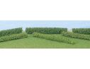 BUSCH 6439 SIEPE 6 PEZZI tot.cm.90  HO Modellino