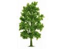 BUSCH 6779 ALBERO mm 210  HO Modellino