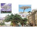 BUSCH 6802 ALBERI SECCHI TROPICALI  HO Modellino