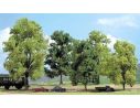 BUSCH 6806 ALBERI DA COSTRUIRE 5 PEZZI HO Modellino