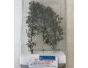Erdecor 2022 Set 3 Alberi da Pioppo 20 cm SCATOLA ROVINATA